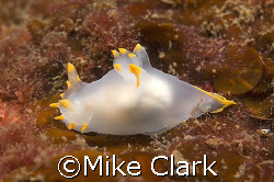 White Nudibranch on red background.
St, Abbs
60mm on ni... by Mike Clark 